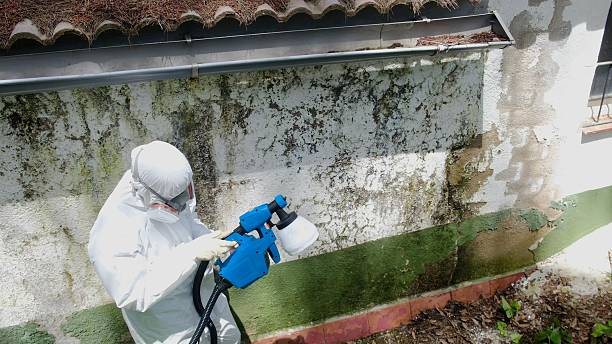 Mold Remediation service in Belleville, Belleville, IL